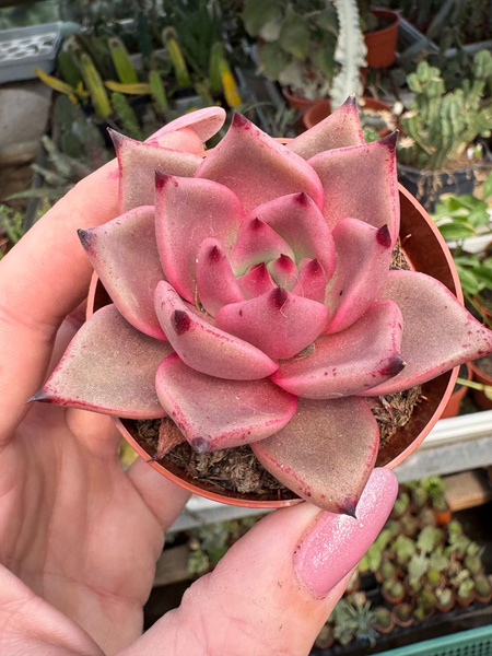 Echeveria agavoides 'Taurus'