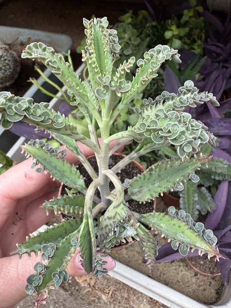 Kalanchoe daigremontiana