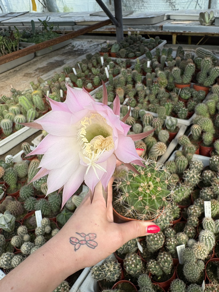 Echinopsis hybryda RÓŻOWE KWIATY