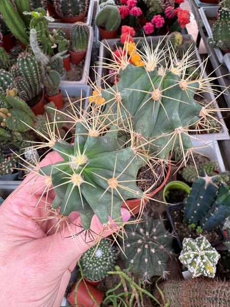 Ferocactus glaucescens