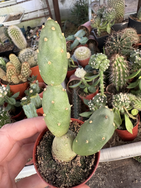 Cumulopuntia boliviana