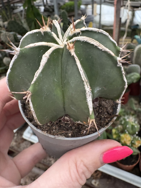 Astrophytum ornatum 'White Line'