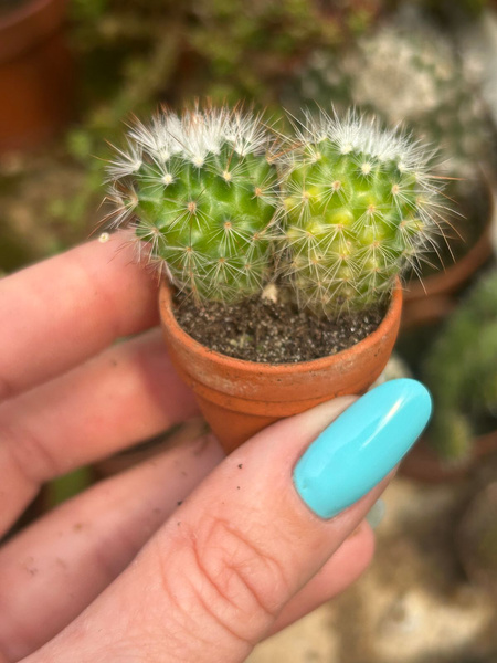 Mammillaria spinosissima 'Variegata'