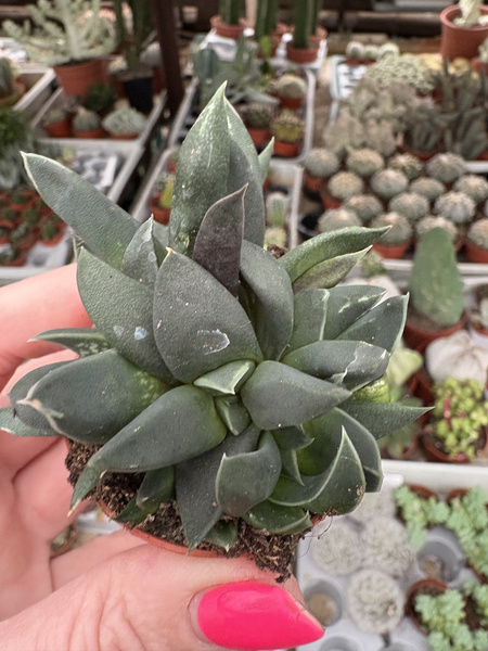 GASTERIA NIGRICANS 'Monstruosa'