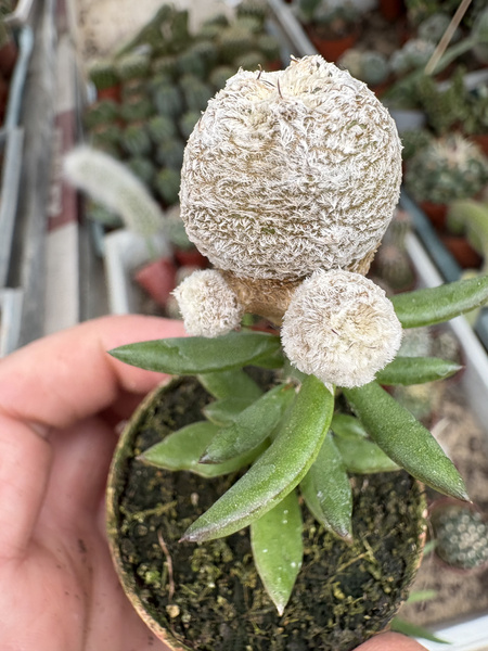 Astrophytum myriostigma 'Onzuko Blind'