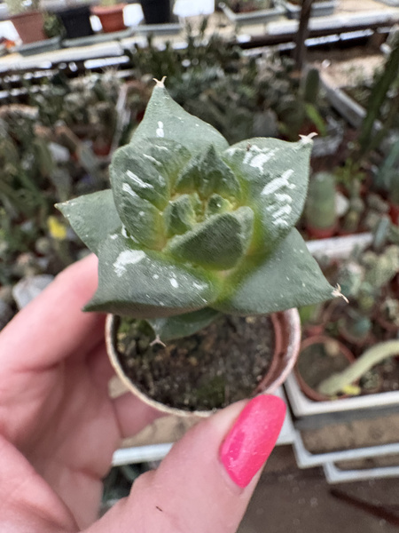 Ariocarpus furfuraceus v.rostratus