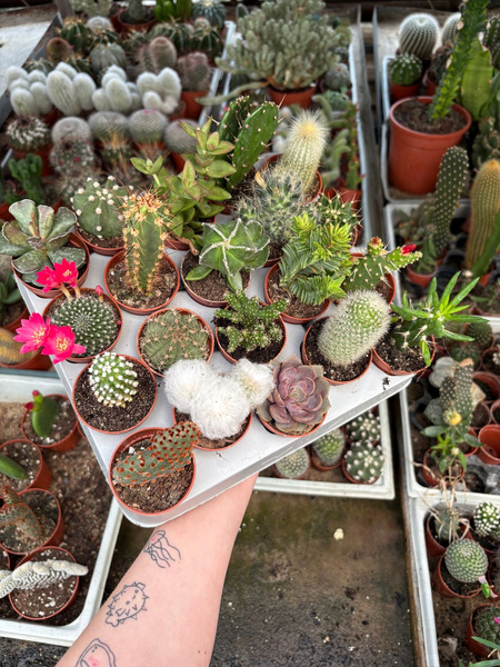 Set of 20 different cacti and succulents