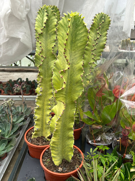 Euphorbia ammak 'Variegata'