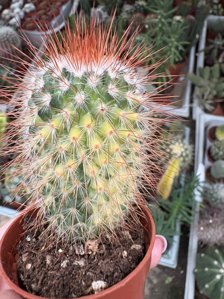 Mammillaria spinosissima 'Variegata'
