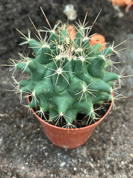 THELOCACTUS MATUDAE