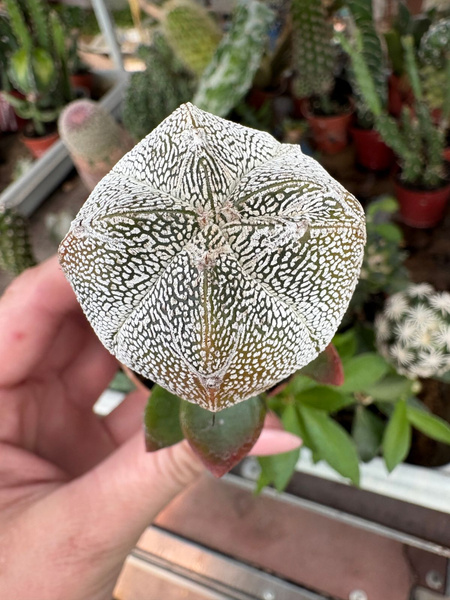 Astrophytum myriostigma 'Onzuko Ball'