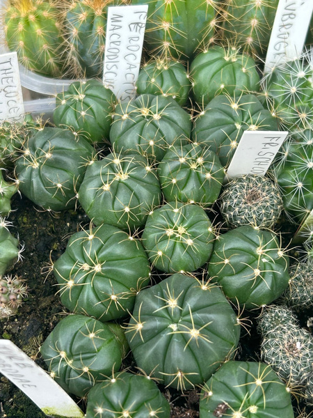 Ferocactus macrodiscus ssp. septentrionalis x 1 seedling