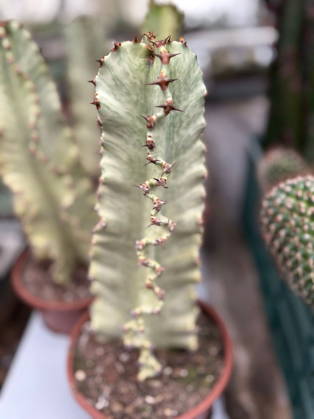 Euphorbia ammak 'Variegata'
