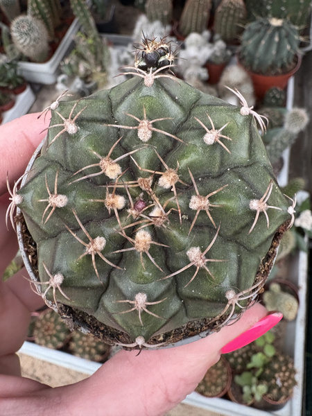 Gymnocalycium damsii v.rotundulum - chiński kaktus
