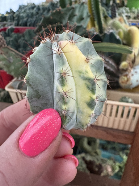 Lemaireocereus griseus 'Variegata'