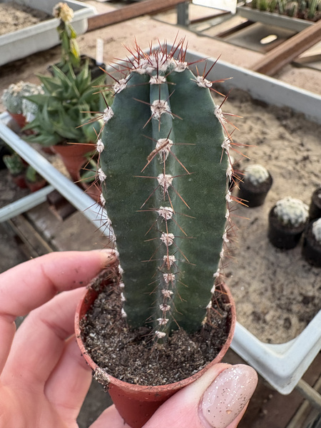 Cereus peruvianus
