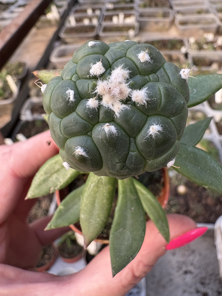 Astrophytum asterias 'Turtle'