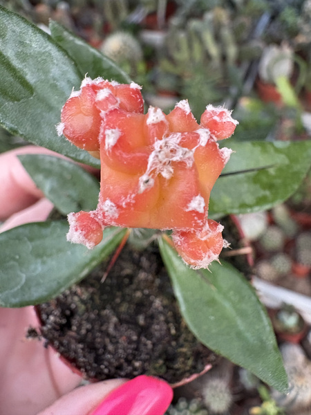 Astrophytum myriostigma 'Variegata'