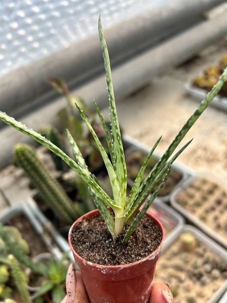 Aloe 'Safari Sunrise' x Aloe aristata