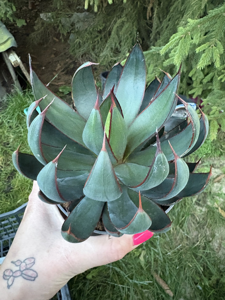 Mangave 'Praying Hands'