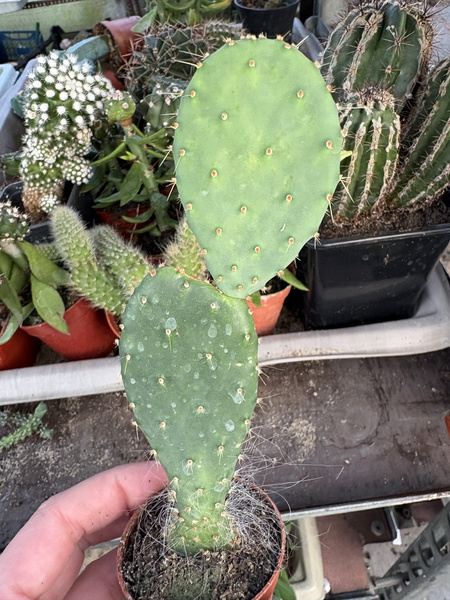 Opuntia robusta