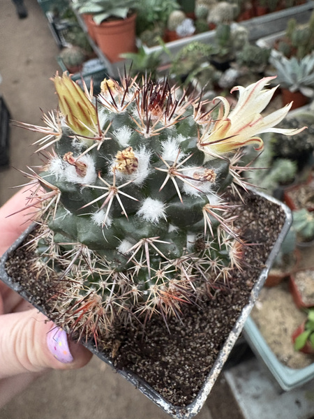 Mammillaria collinsii v.tehuantepec