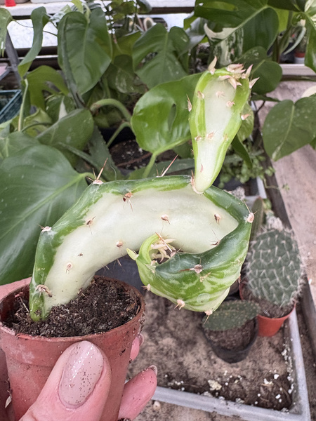 Opuntia monacantha 'Variegated Monstruosa' Płaszcz Józefa - Opuncja Figowa Pstrokata