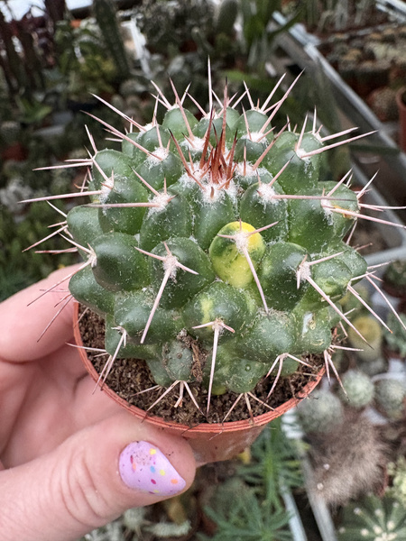 Mammillaria magnimamma 'Variegata'