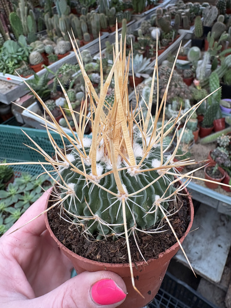 Stenocactus phyllacanthus