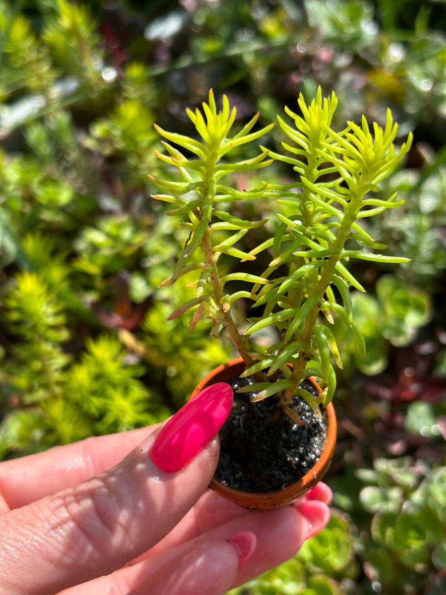 Sedum rupestre 'Blue Spruce' Succulents \ Sedum Frostresistant