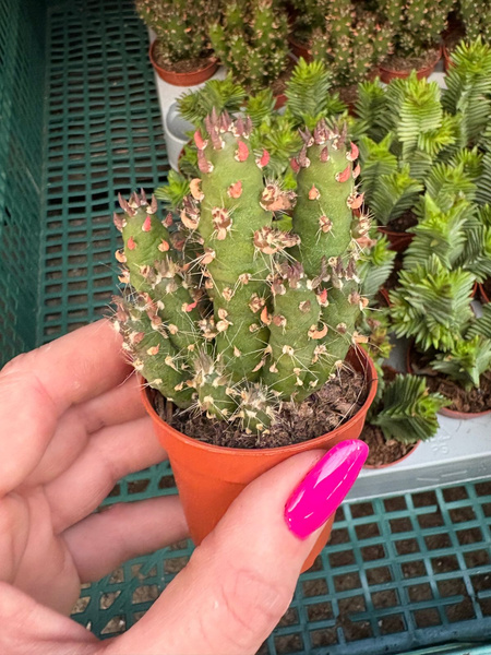 Austrocylindropuntia subulata 'Monstruosa'