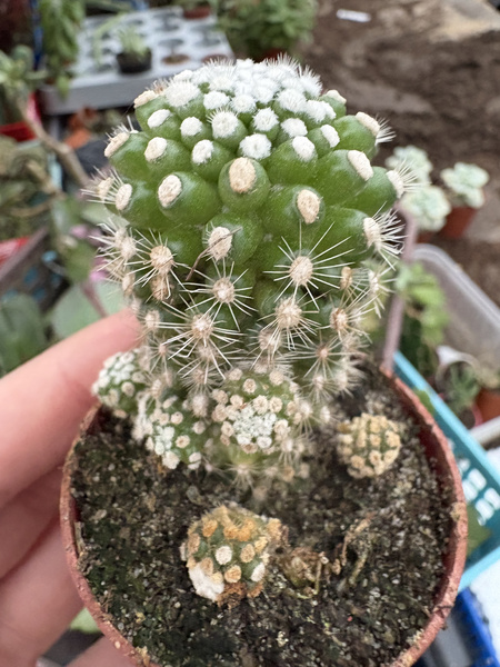 Mammillaria gracilis 'Oruga Monstruosa'