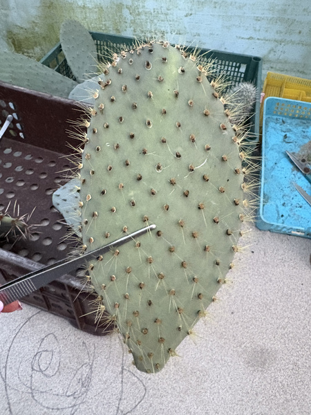 Opuntia galapageia ENDEMIT