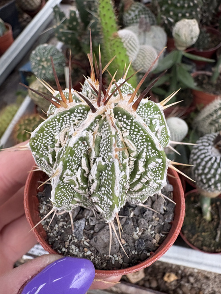 Astrophytum ornatum 'Dinosaur Fukuryu Hannya' siewka