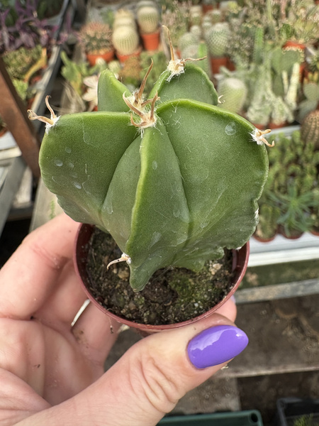 Astrophytum ornatum 'Nuda'