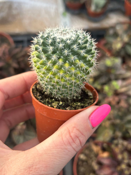 Mammillaria hahniana 'Variegata'