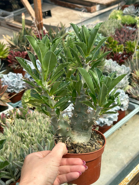 Pachypodium saundersii