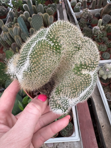Parodia chrysacanthion 'Cristata'