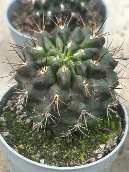 Neoporteria paucicostata var. viridis