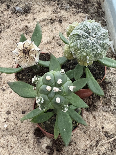 Set of 3 different Astrophytum  MUTANTS