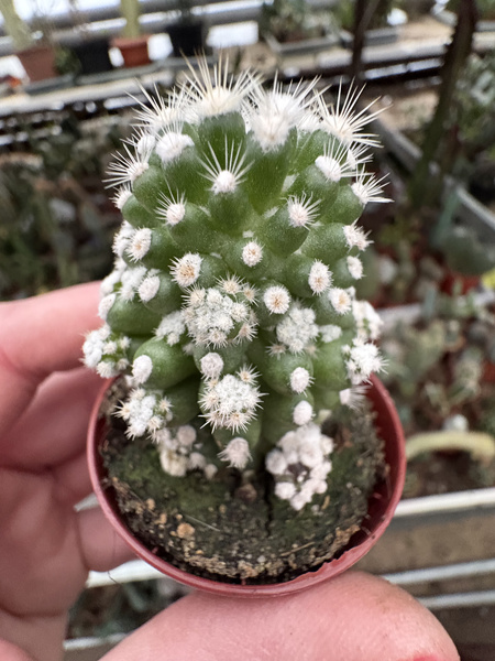 Mammillaria gracilis 'Oruga Monstruosa'