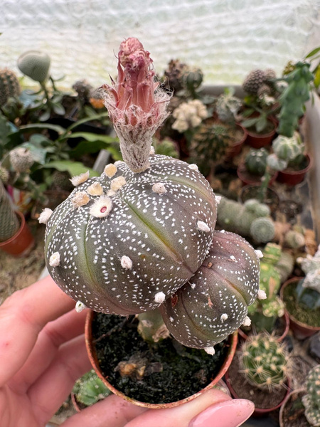 Astrophytum asterias 'Purple Multipunctata'