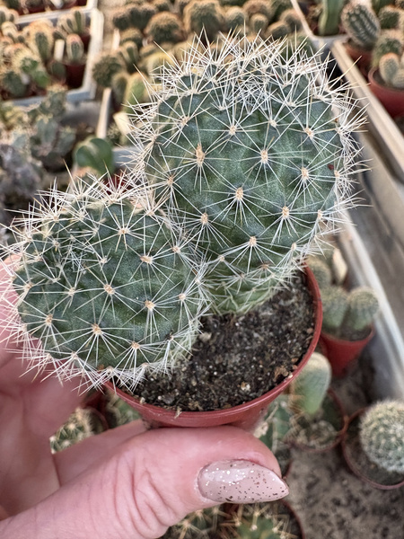 Aylostera cintiensis