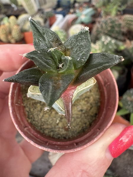 Ariocarpus scapharostrus