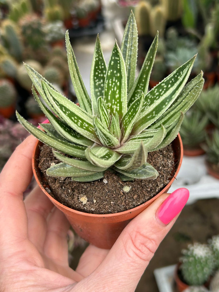 x Gasteraloe doreen 'Monstruosa'