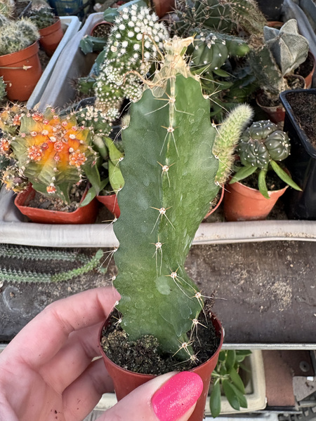 Hylocereus undatus smoczy owoc