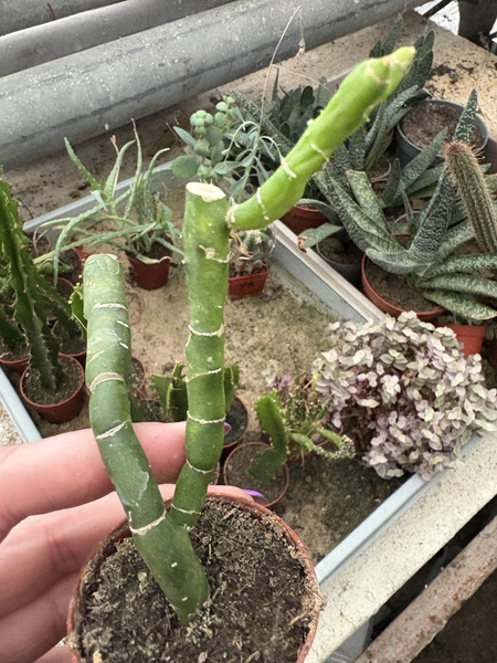 Selenicereus urbanianus 'Monstruosa'