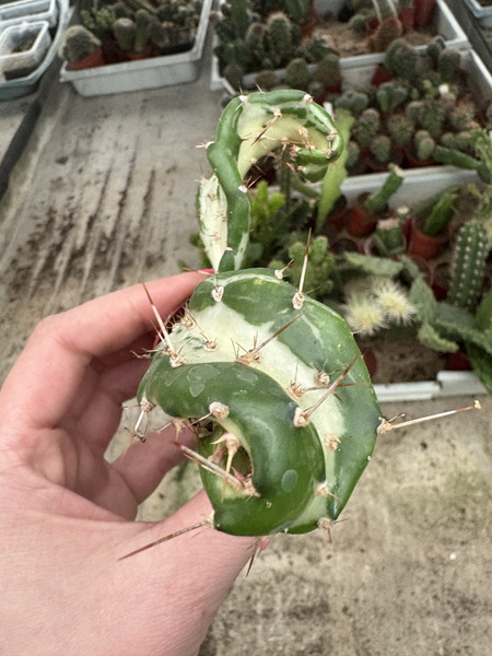 Opuntia monacantha 'Variegated Monstruosa'