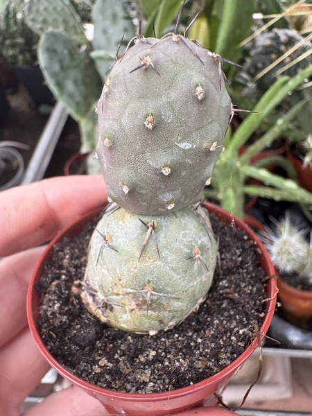 Tephrocactus geometricus