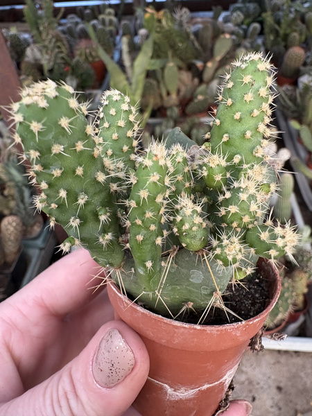 OPUNTIA DILLENII 'Monstruosa'